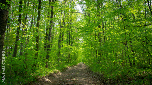 Spring deciduous forest  with green trees  grass  and flowering bushes.