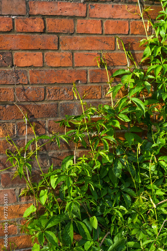 Background. Green ivy groving on a red brick wall