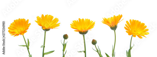 Marigold flowers calendula officinalis isolated on white background. Blooming orange garden flowers. photo