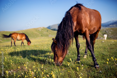 Image of beautiful horses on meadow