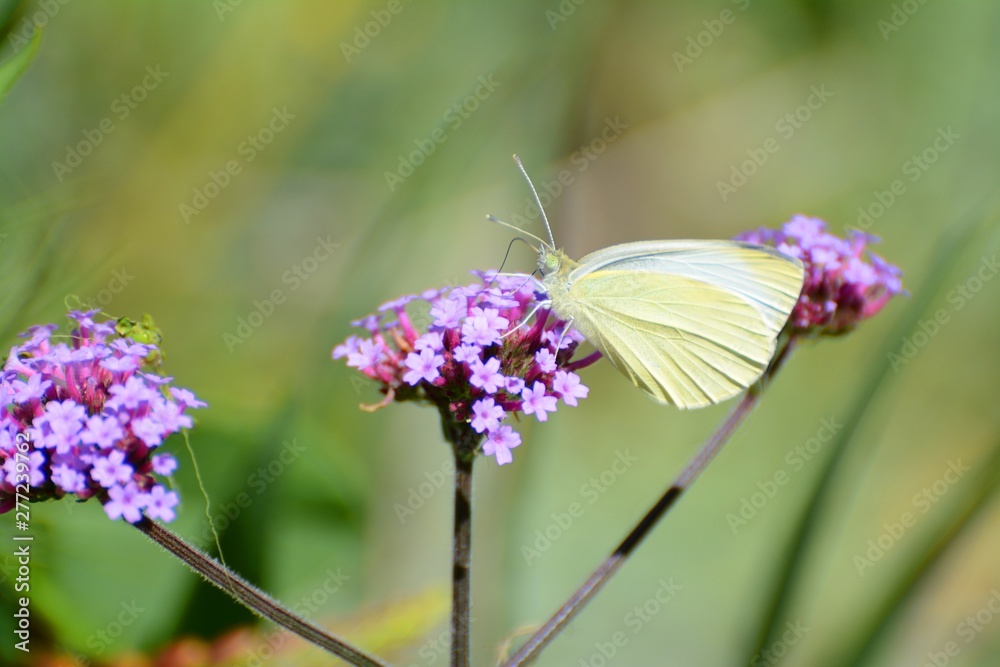 underside of male large white butterfly, Pieris brassicae, , on purple verbena blossom underside of male large white butterfly, Pieris brassicae, , on purple verbena blossom