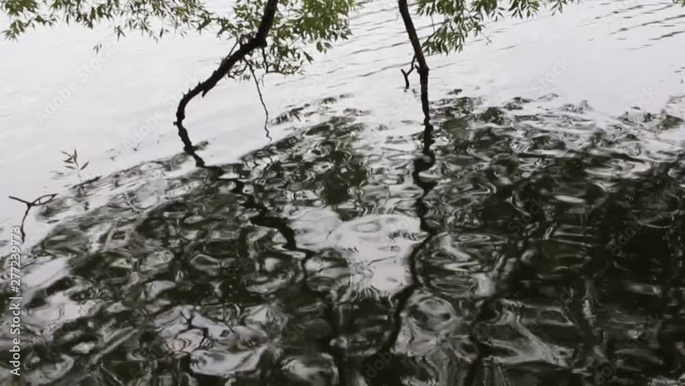 Wind on the water draws fantastic pictures. We see a reflected image of tree branches on the waves. Wind on the water draws fantastic pictures. We see a reflected image of tree branches on the waves.