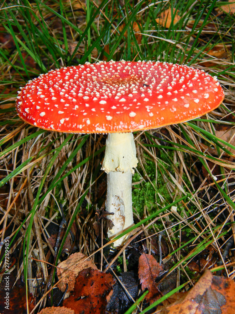 poisonous red mushroom fly agaric in the mixed autumn forest poisonous red mushroom fly agaric in the mixed autumn forest
