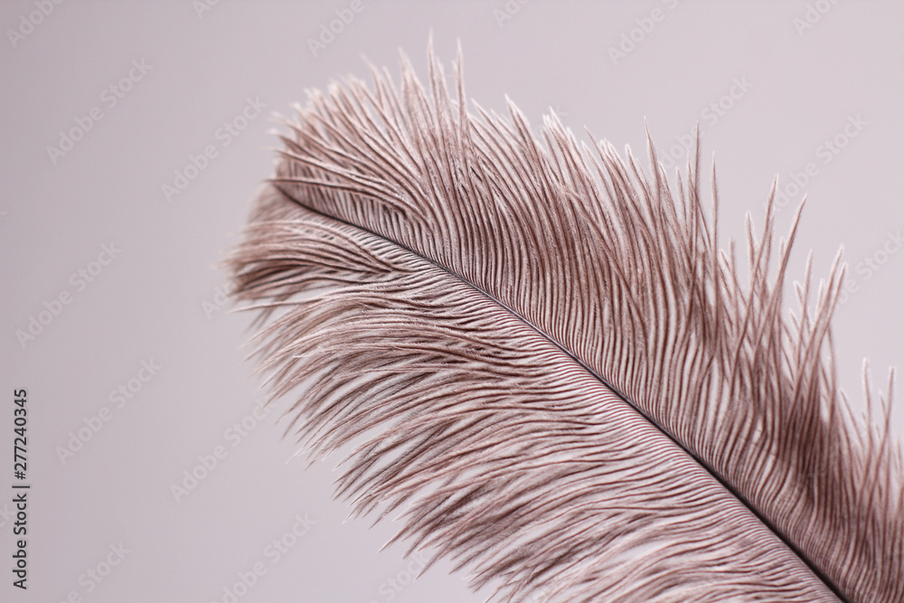 Real Ostrich Feather - Single