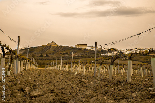 paisaje de viñedos para hacer vino en europa photo