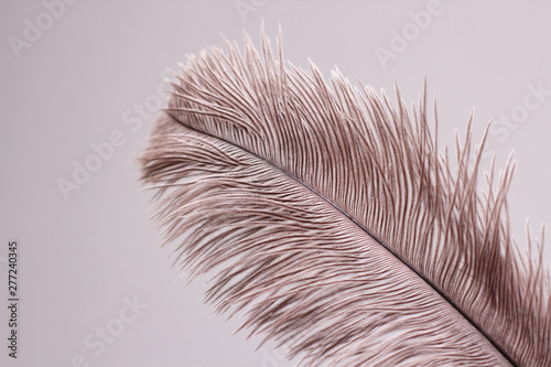 Naklejka moda zwierzę piękny ptak pióropusz