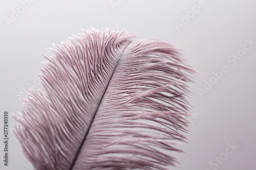 Single ostrich feather on white background.
