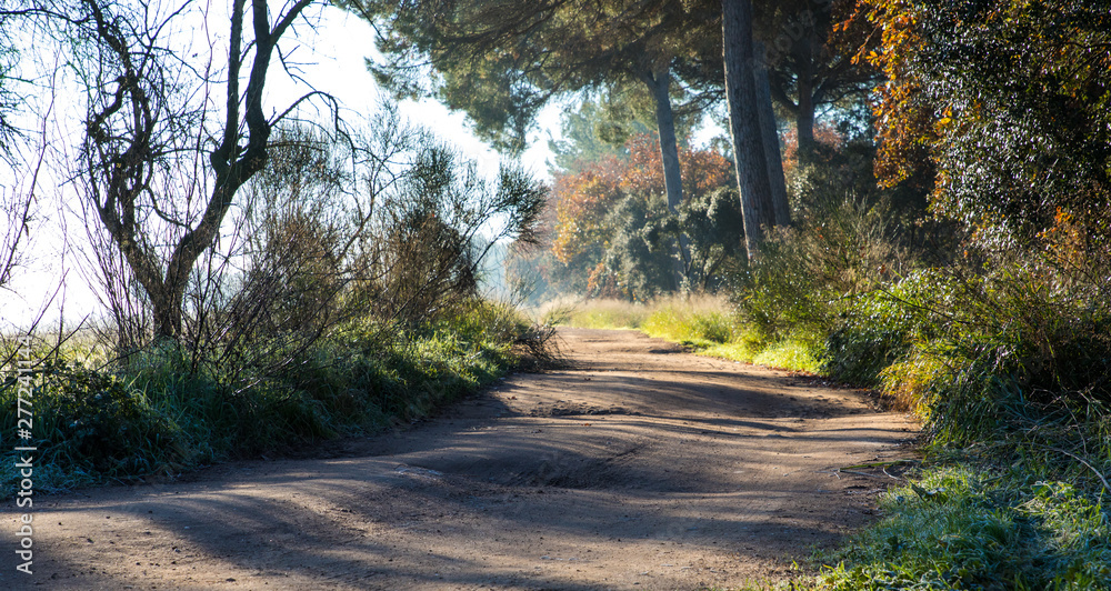 Obraz premium Off-road track in the woods on winter morning
