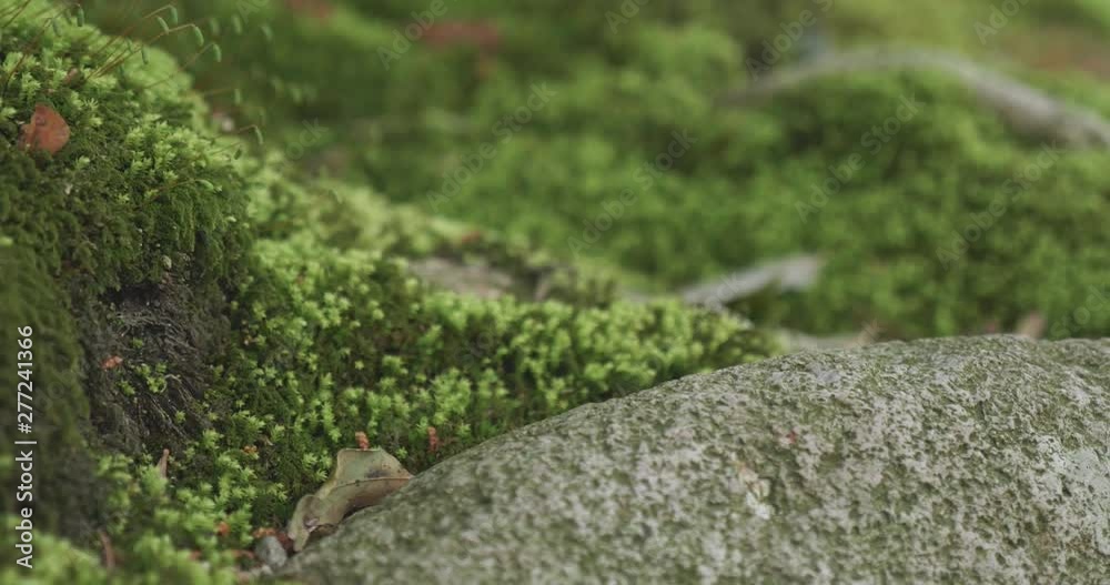 Slow pan past some lichen and bright green moss covered rocks at the base of a tree Slow pan past some lichen and bright green moss covered rocks at the base of a tree