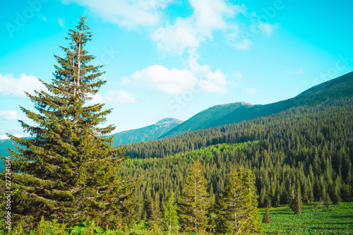 beautiful mountain landscape, through the tops of the pines