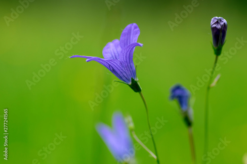 Campanula patula wild flowering plant, beautiful purple spreading bellflowers flowers in bloom photo