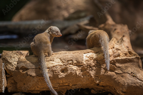 Common dwarf mongoose in Kruger National park, South Africa ; Specie Helogale parvula family of Herpestidae