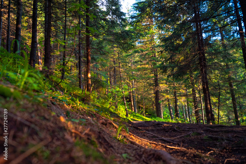 sunny path in the forest