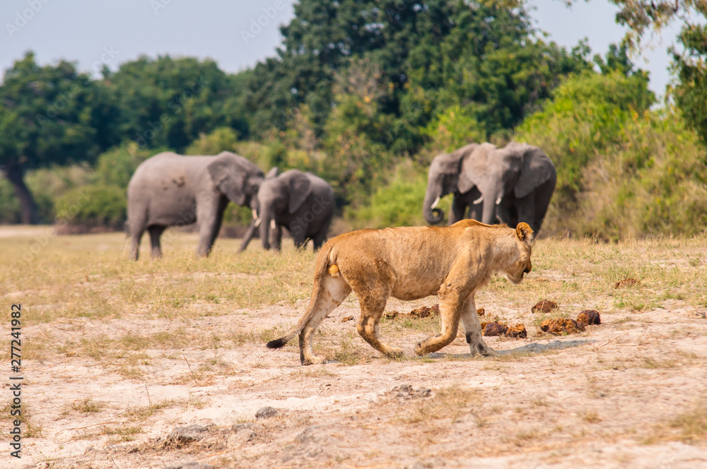 Fototapeta premium Elephants