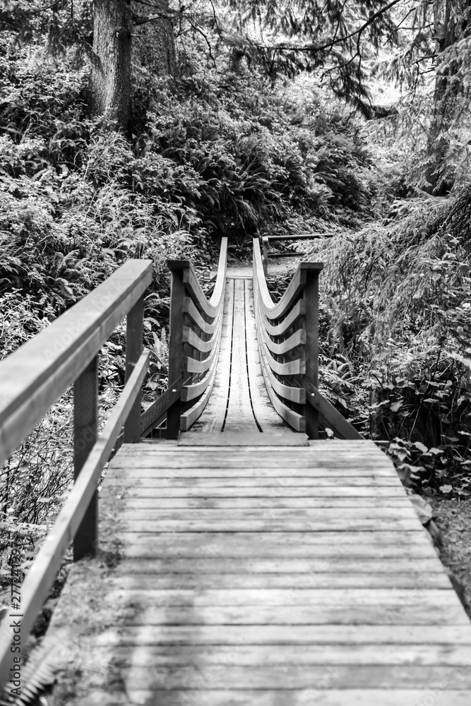 Obraz premium Boardwalk Path Through the Pacific Northwest Wooded Forest