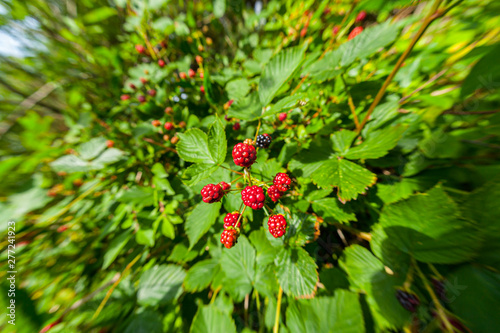 Closeup of Wild blackberries (Rubus fruticosus).