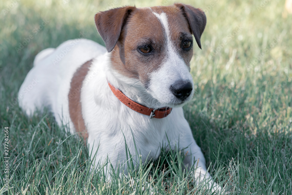 Portrait of purebred cute dog Jack Russell Terrier lying in summer park on grass and looking at right