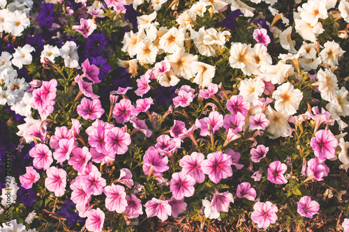 vintage style toning photography of colorful bright and dark pink and white flowers natural background from above 