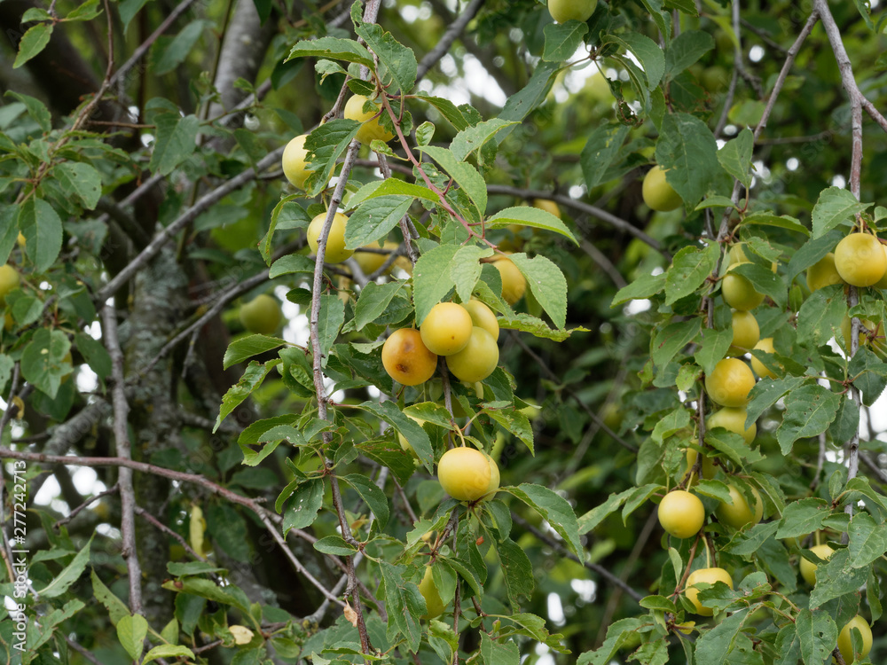 (Prunus domestica) Süße kleine Grünlich gelb  Mirabellenfrüchte am Baum