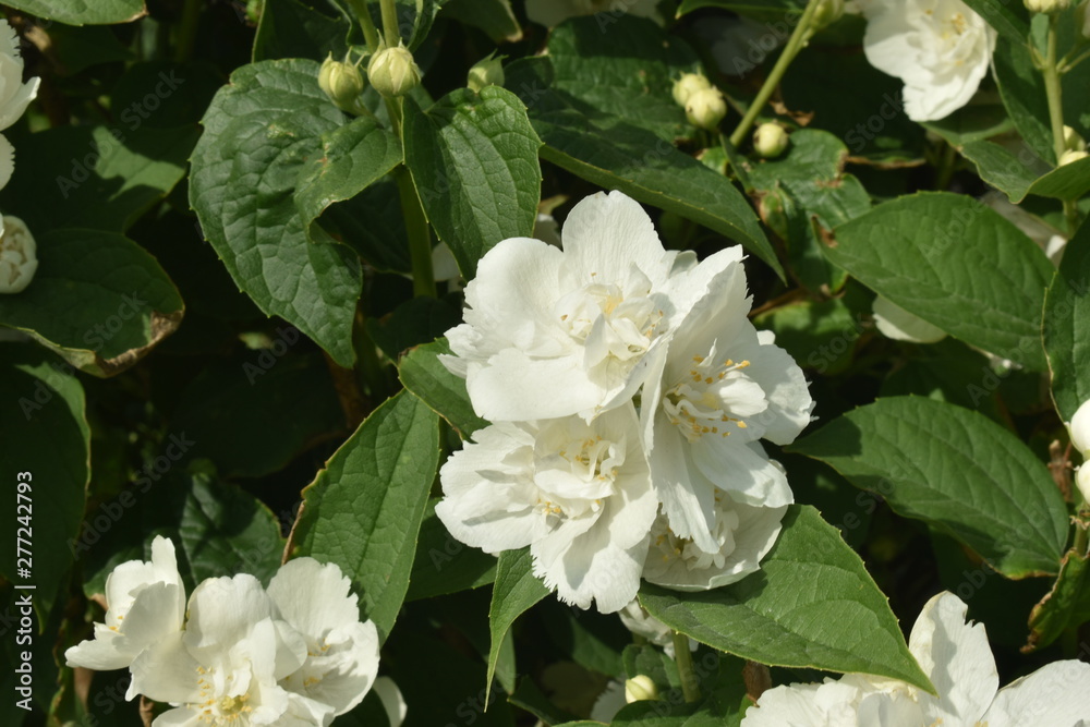 Mock orange (lat. Philadelphia) — a genus of shrubs from the family Hydrangeaceae (Hydrangeaceae). Mock orange (lat. Philadelphia) — a genus of shrubs from the family Hydrangeaceae (Hydrangeaceae).