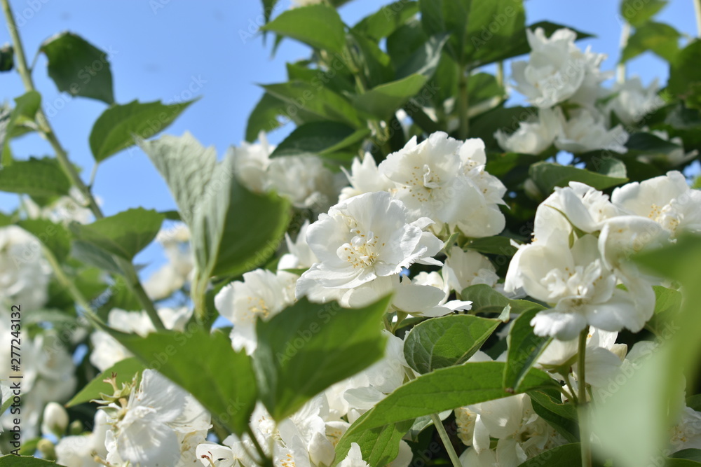 Mock orange (lat. Philadelphia) — a genus of shrubs from the family Hydrangeaceae (Hydrangeaceae). Mock orange (lat. Philadelphia) — a genus of shrubs from the family Hydrangeaceae (Hydrangeaceae).