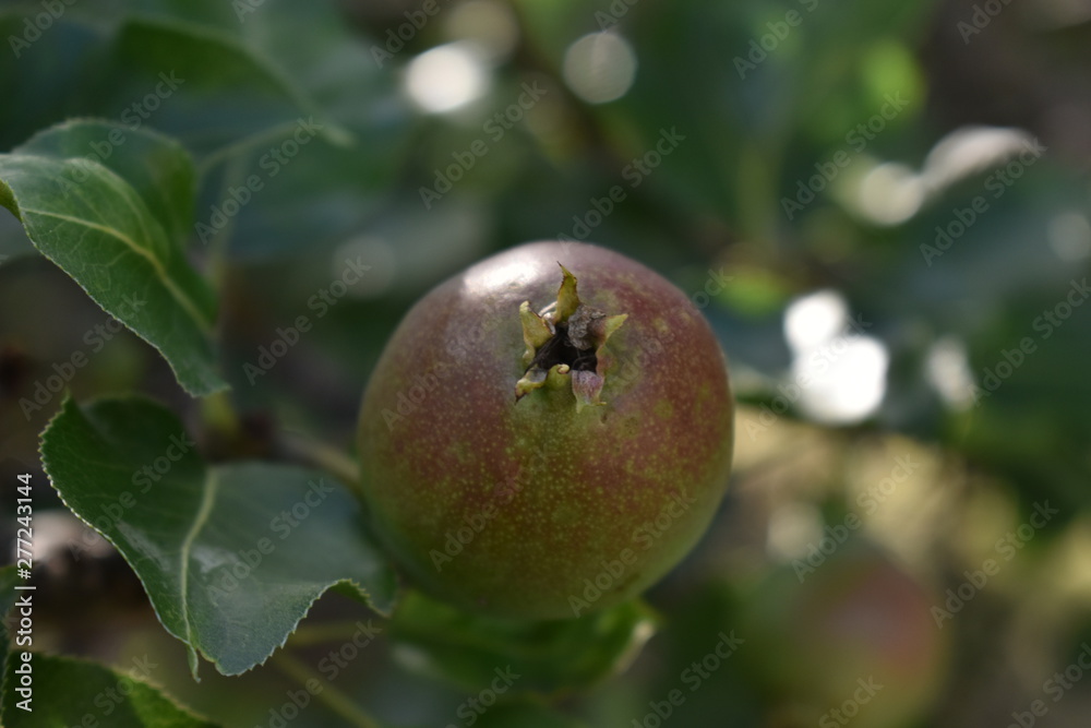 Garden landscapes in summer (vegetation). Garden landscapes in summer (vegetation).