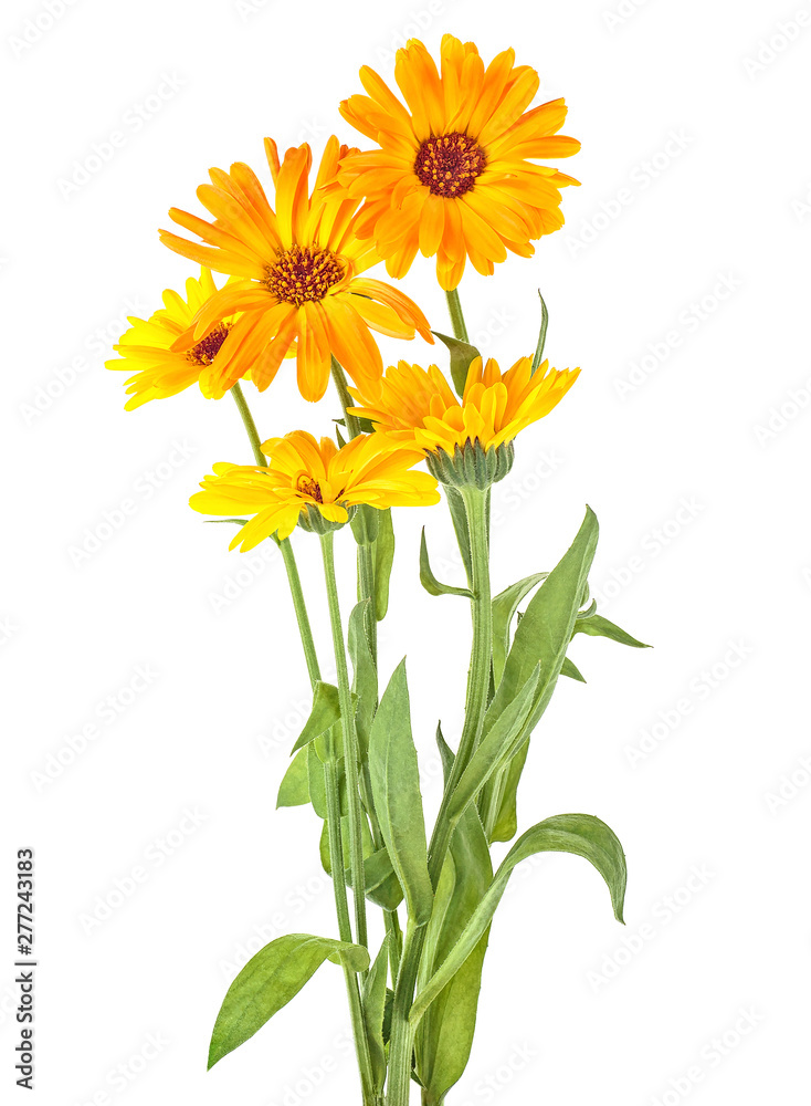 Marigold flowers with green leaves isolated on a white background. Calendula flowers.