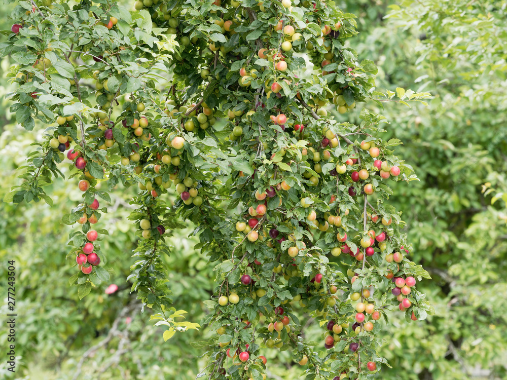 Mirabellen oder Gelbe Zwetschge von grünlich gelb bis orangerot (Prunus domestica)