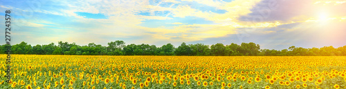 A field of sunflowers at sunset rays make their way from behind the clouds.