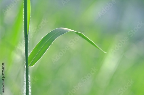 Wallpaper Mural Grass plant with leaves growing in a field with warm sun light and green nature background  Torontodigital.ca