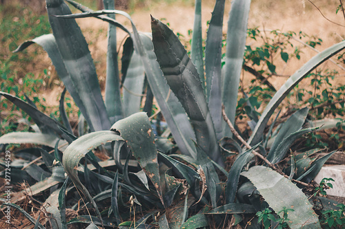 aloe plant