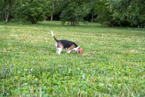 Fototapeta Naklejka Na Ścianę i Meble -  A thoughtful Beagle puppy on a walk in a city park. Portrait of a nice puppy.Eastern Europe.