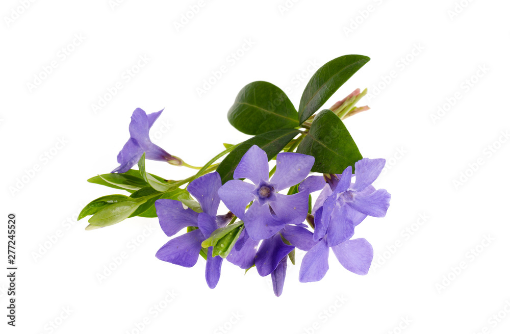 Blue flowers and leaves of vinca isolated on white background