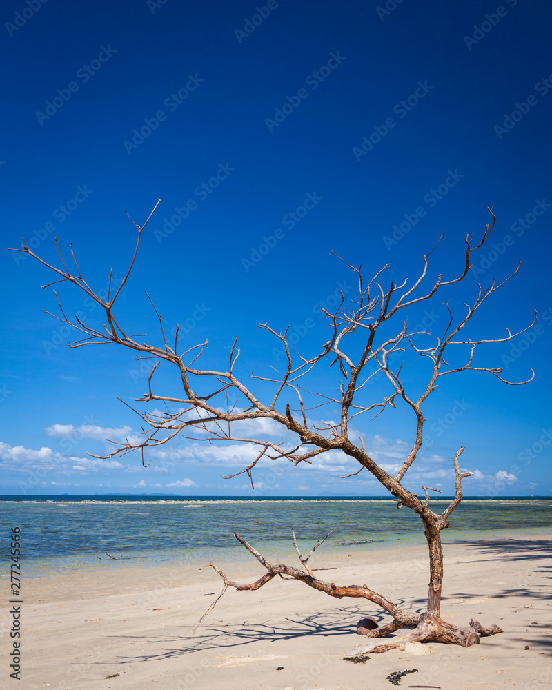 Driftwood tree in beach borneo malaysia landscape Driftwood tree in beach borneo malaysia landscape
