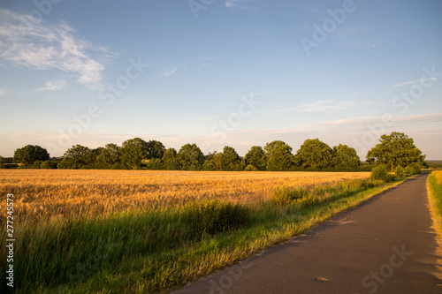 Beautiful landscape photo of a road and wheat field