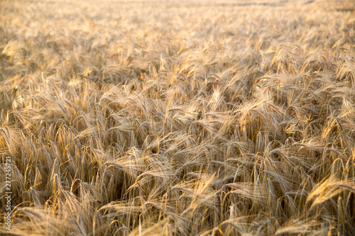 Golden wheat field at sunset