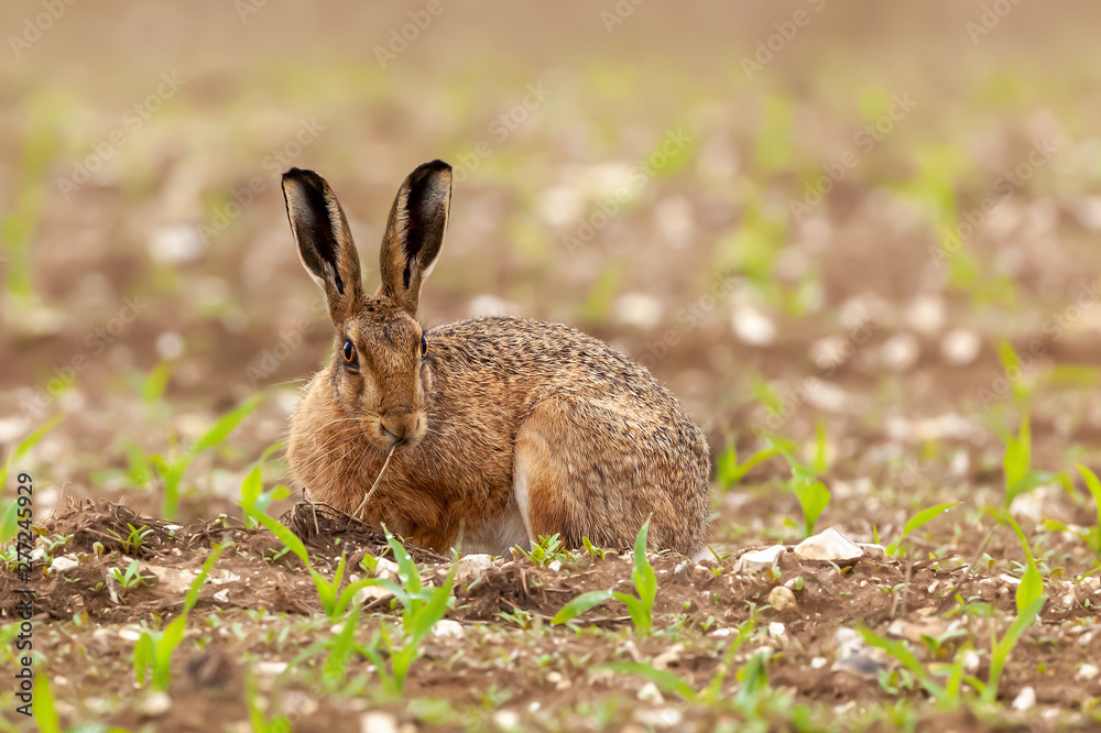Fototapeta premium Morning wild hare laying down