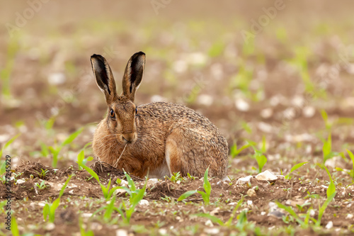 Morning wild hare laying down