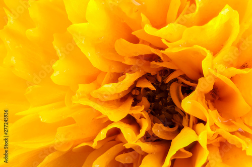 Macro coreopsis yellow flower head