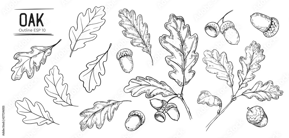 © aksol - Set of oak leaves and acorns. Hand drawn illustration converted to vector