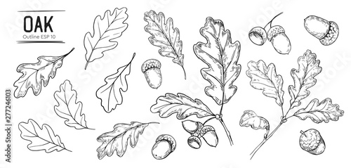 Fototapeta Set of oak leaves and acorns