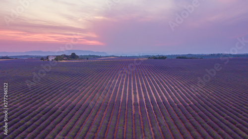 colorful fields of lavender at valensole plateau, France 