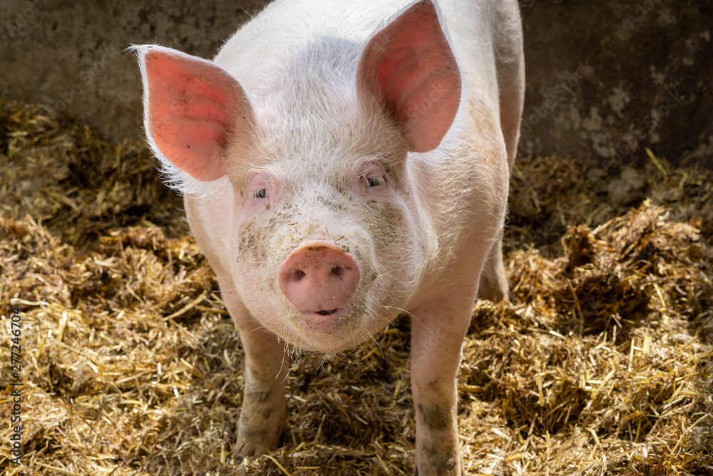 Animal portrait of cute young pig in sty. Swine breeding concept. Stock  Photo | Adobe Stock