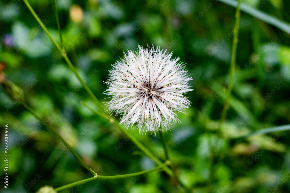 dandelion on green background