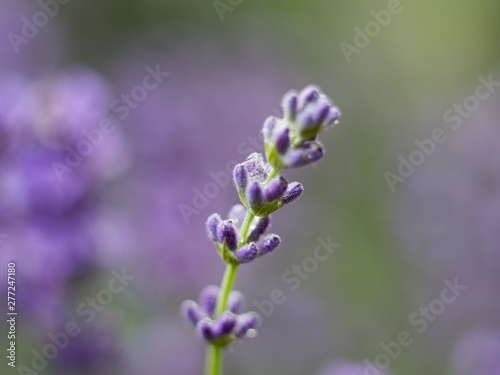 Lavandula angustifolia is an aromatic and medicinal plant of the Lamiaceae family