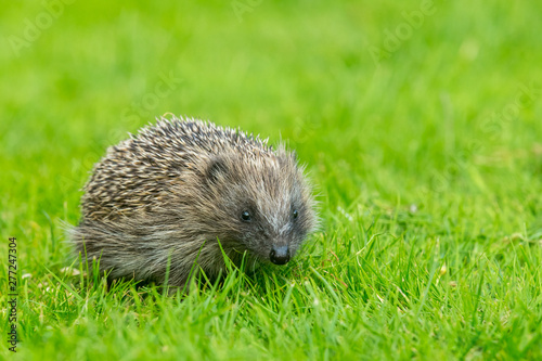 Hedgehog, young hoglet, wild, native, European baby hedgehog in natural garden habitat on green grass lawn. photo