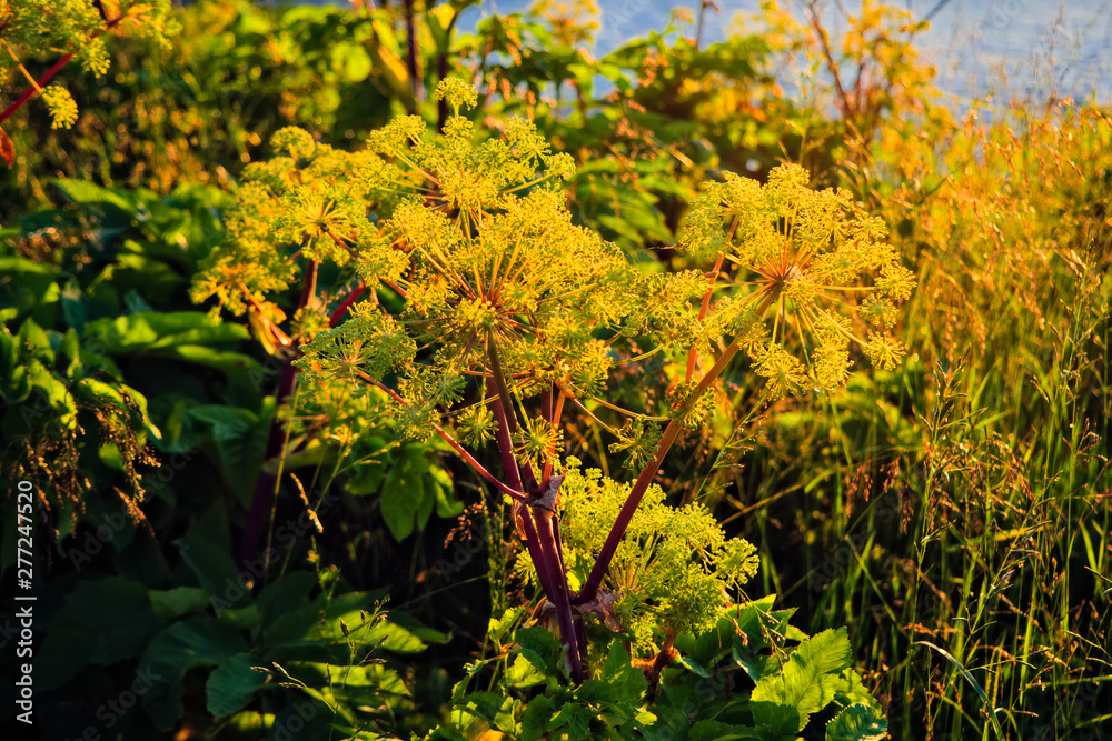 Siberian Borschivik during flowering, Latin. Heracl um sib ricum is a herb of the umbrella family. It grows in the temperate zone throughout Europe, in Ciscaucasia and in Western Siberia. Siberian Borschivik during flowering, Latin. Heracl um sib ricum is a herb of the umbrella family. It grows in the temperate zone throughout Europe, in Ciscaucasia and in Western Siberia.