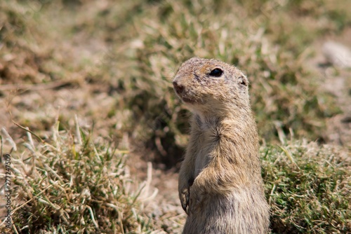 Black-tailed Prairie (Cynomys ludovicianus) is a daily rodent living from southwestern Canada to northern Mexico.