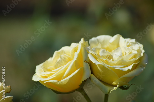 Thomasville rose garden 0297