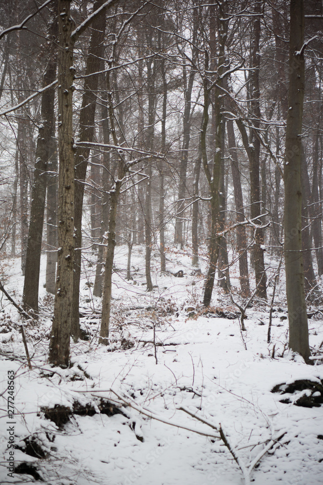 forest in snowy winter landscape in germany forest in snowy winter landscape in germany
